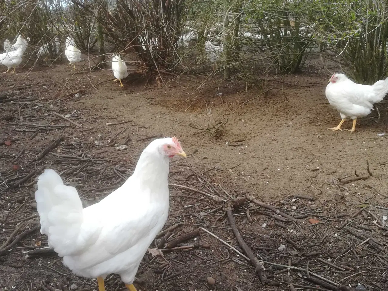 Billede 3 - Rigtig god ægge lægger hvide Italiener 