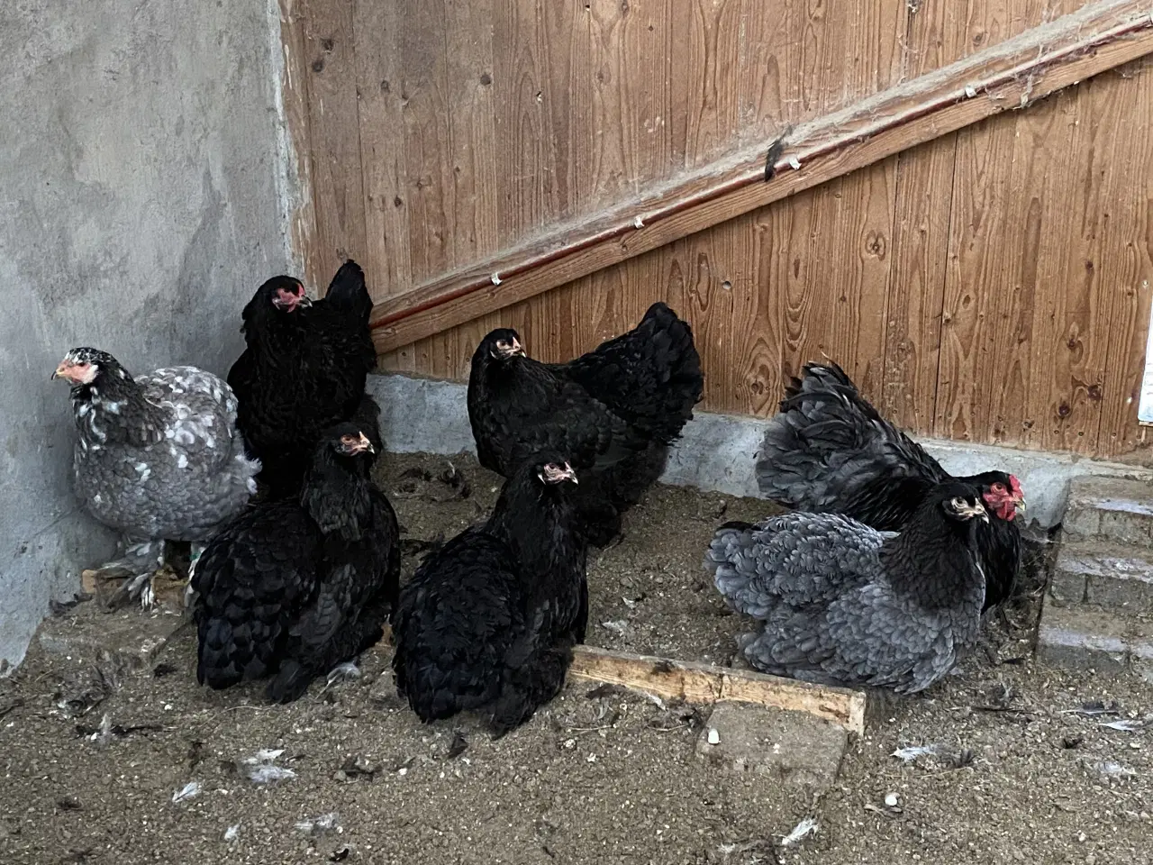 Billede 1 - Smukke Brahma damer