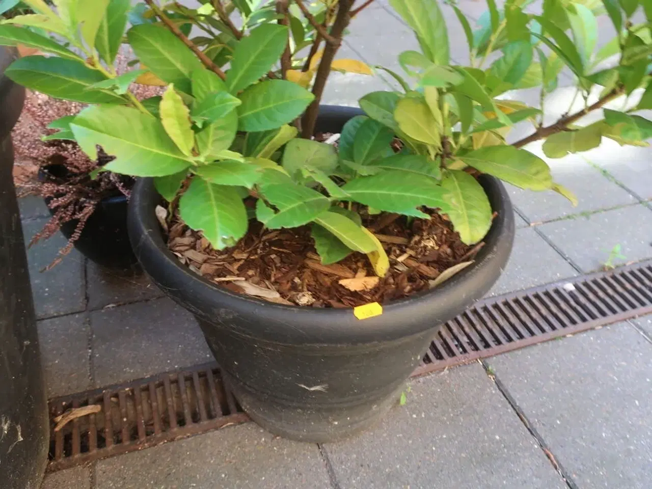 Billede 3 - Plante