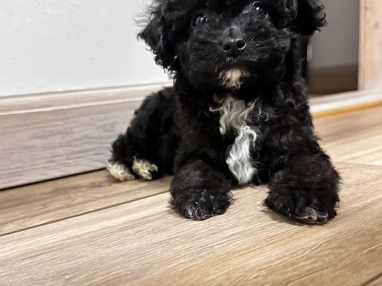 Billede 15 - Cavapoo F2B 