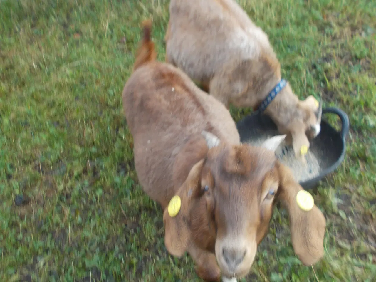 Billede 1 - boergeder