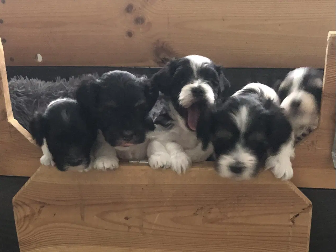 Billede 11 - Skønne plettede Lhasa-doodles hvalpe