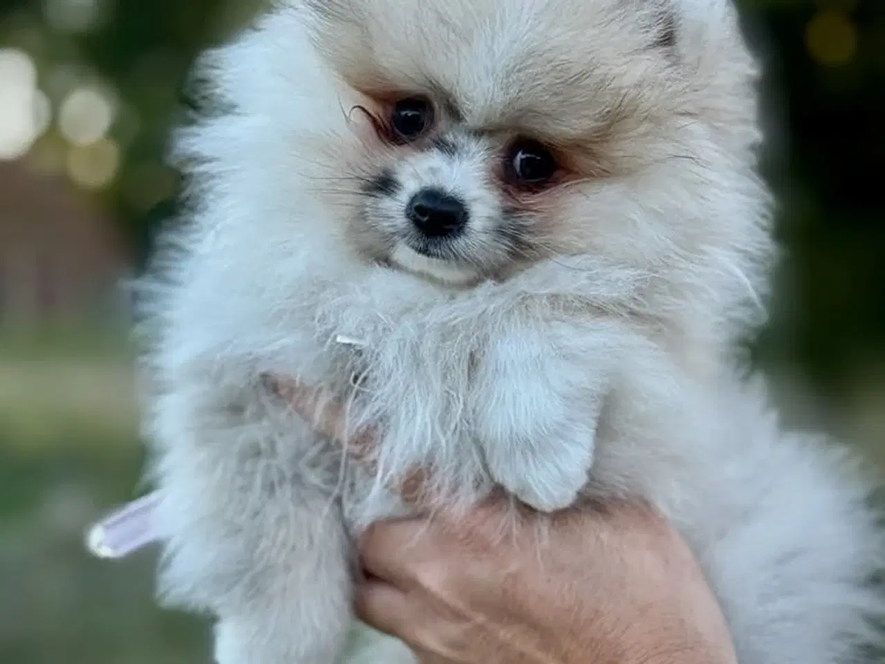 Billede 2 - Pomeranian hvalp 
