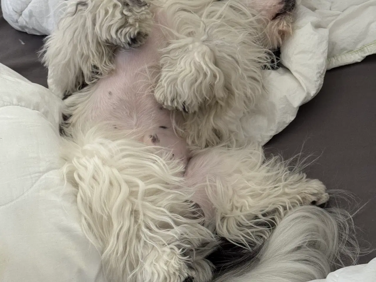 Billede 14 - Ægte Shih Tzu 30. september 2025