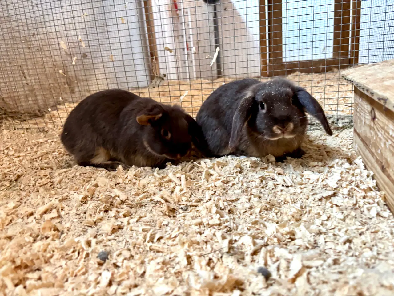 Billede 6 - Sød og tam kaninunge