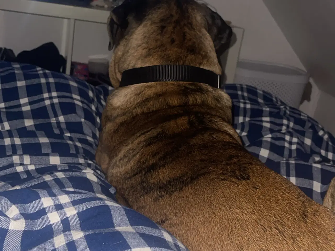 Billede 4 - Må jeg holde jul hos dig 🐕🐶