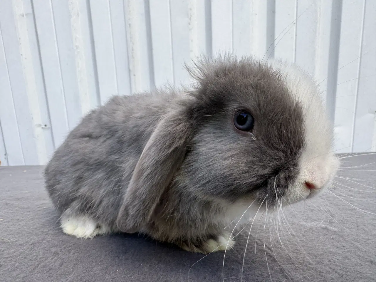Billede 9 - Dværgvædder han kanin