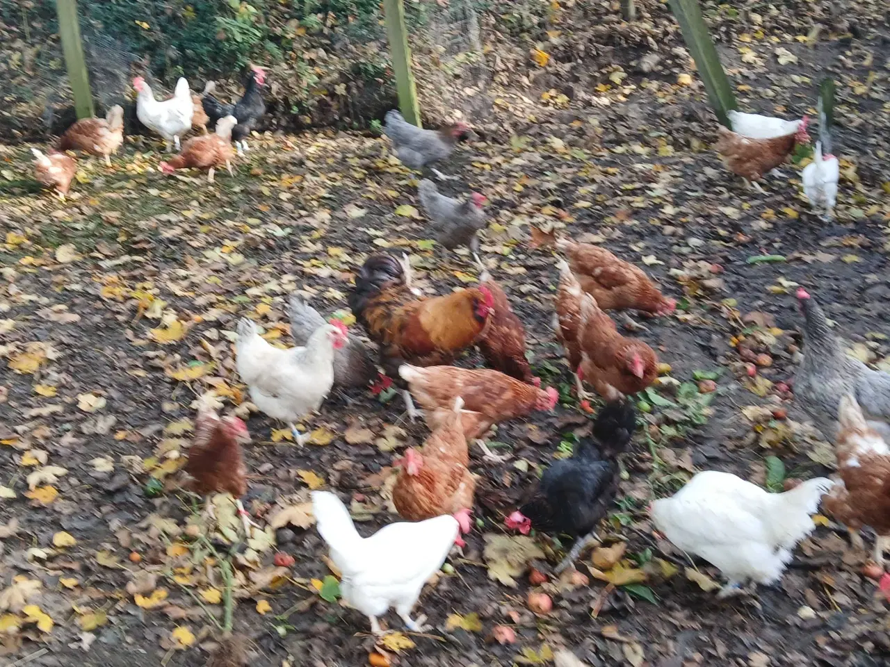 Billede 2 - Høns til salg