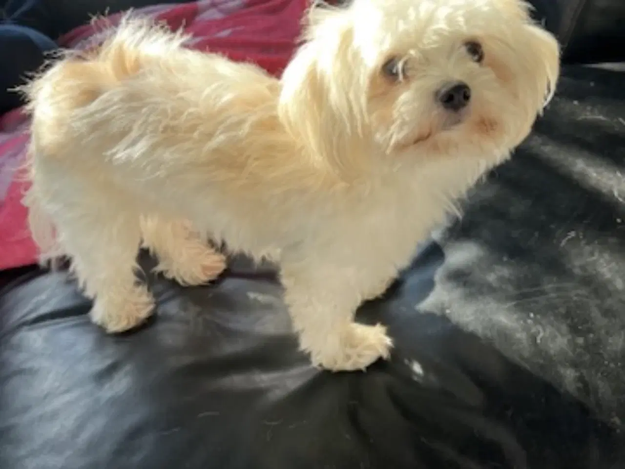 Billede 1 - Mops og malteser blanding