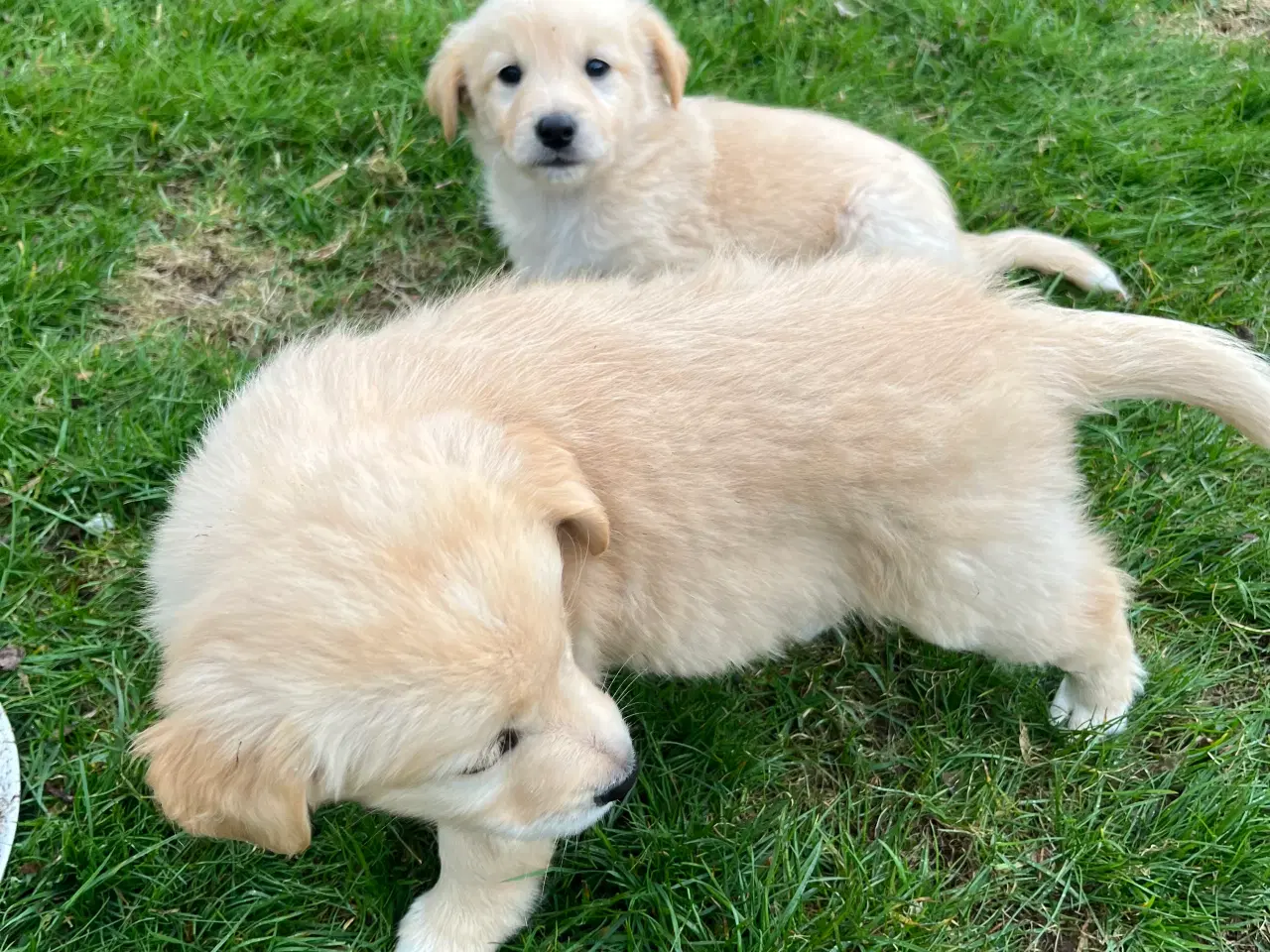 Billede 15 - 5 unikke blandingshvalpe sælges