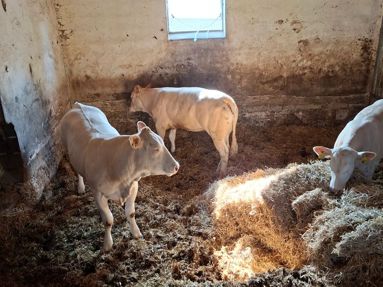 Billede 6 - 3 stk. flotte pollede blonde kvier