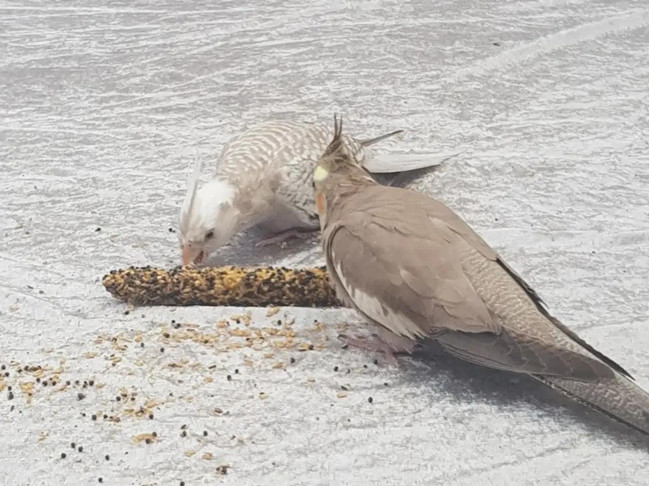 Billede 2 - Nymfeparakit  2 stk piger  500kr.med tilbehør. 
