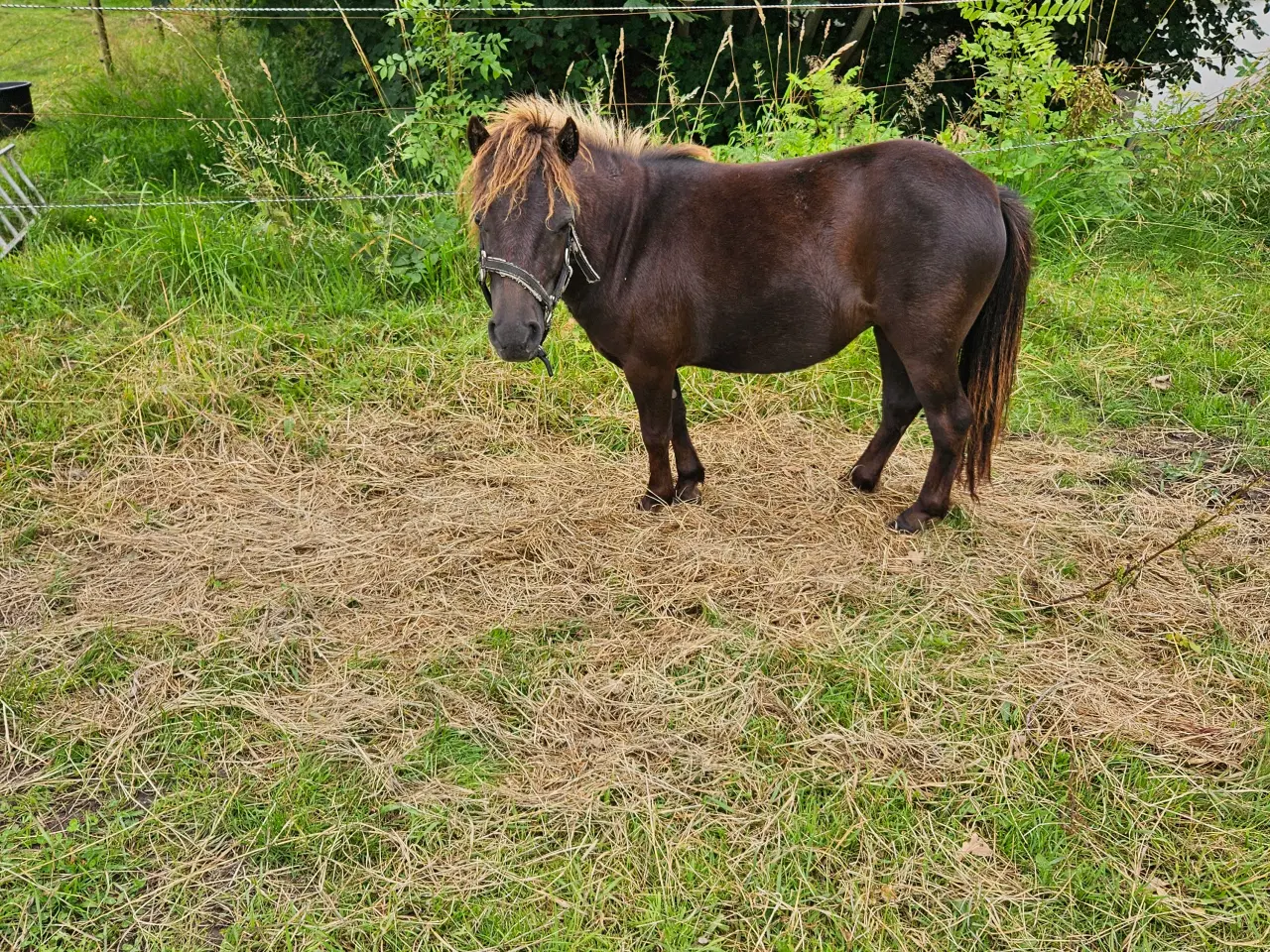 Billede 1 - Bambi shetter hoppe 1,5 år