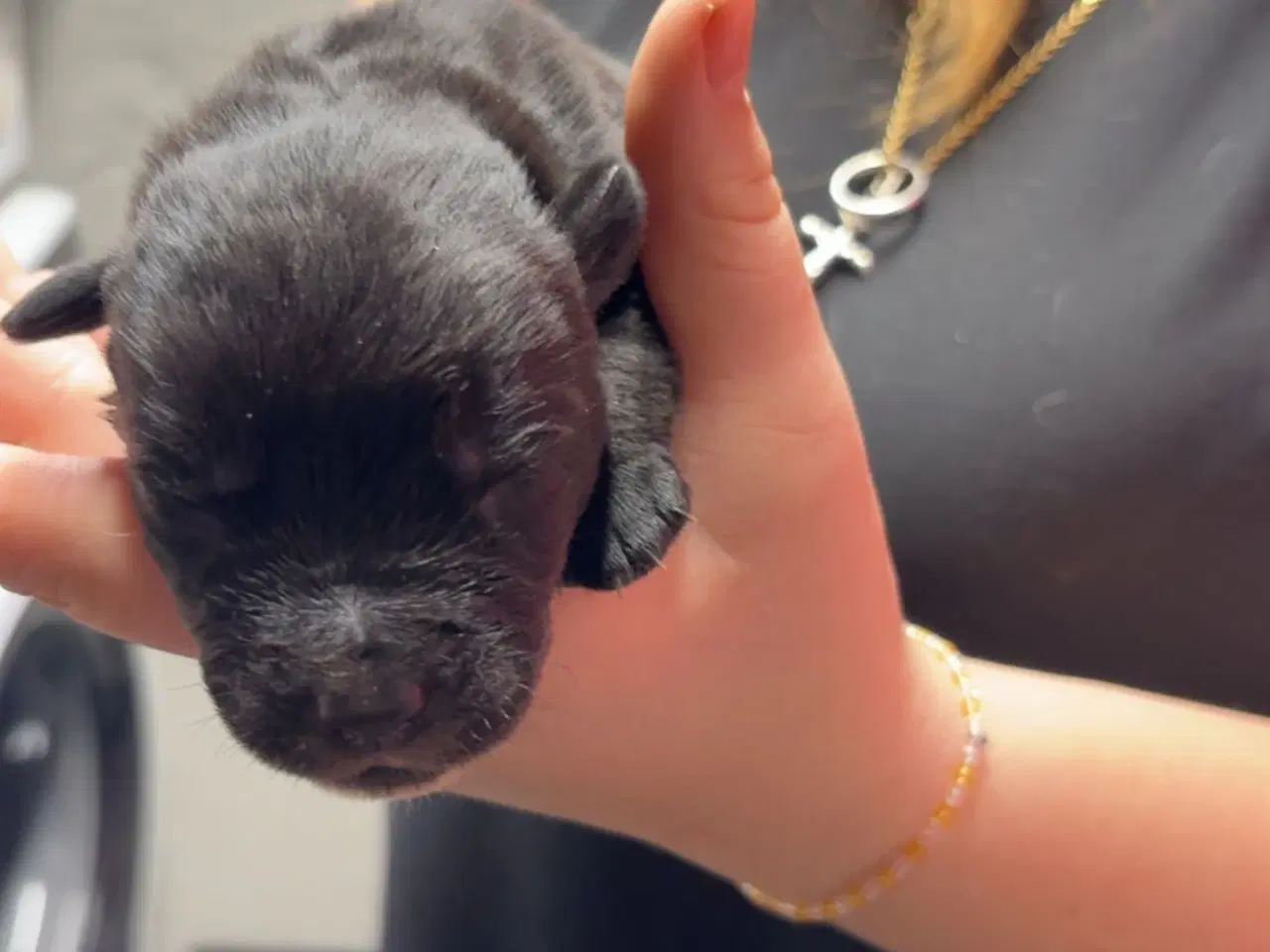 Billede 5 - Skønne hvalpe 