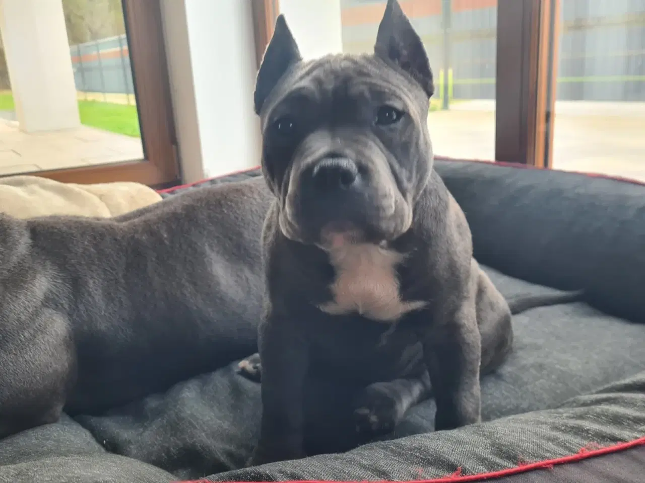 Billede 1 - American bully pocket abkc Pige 