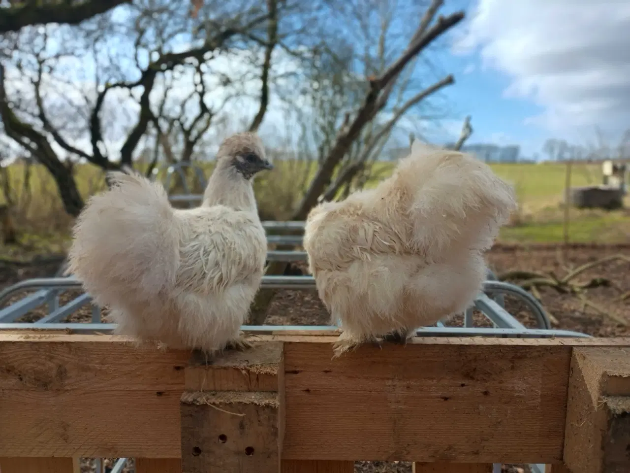 Billede 6 - Dværge silkehøns høner 