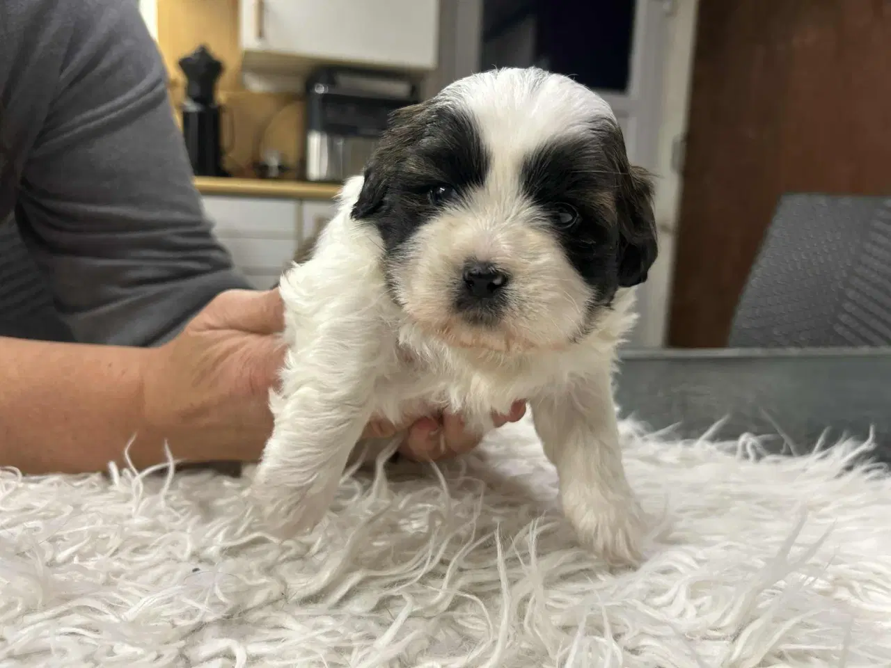 Billede 1 - Shih Tzu hvalpe
