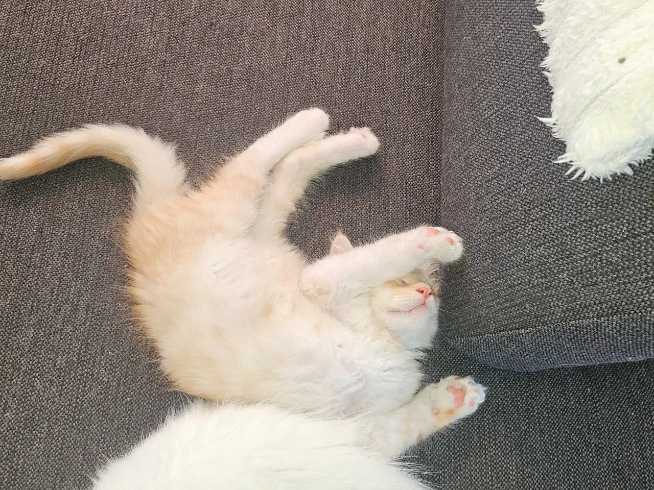Billede 8 - Maine coon killinger uden stamtavle 