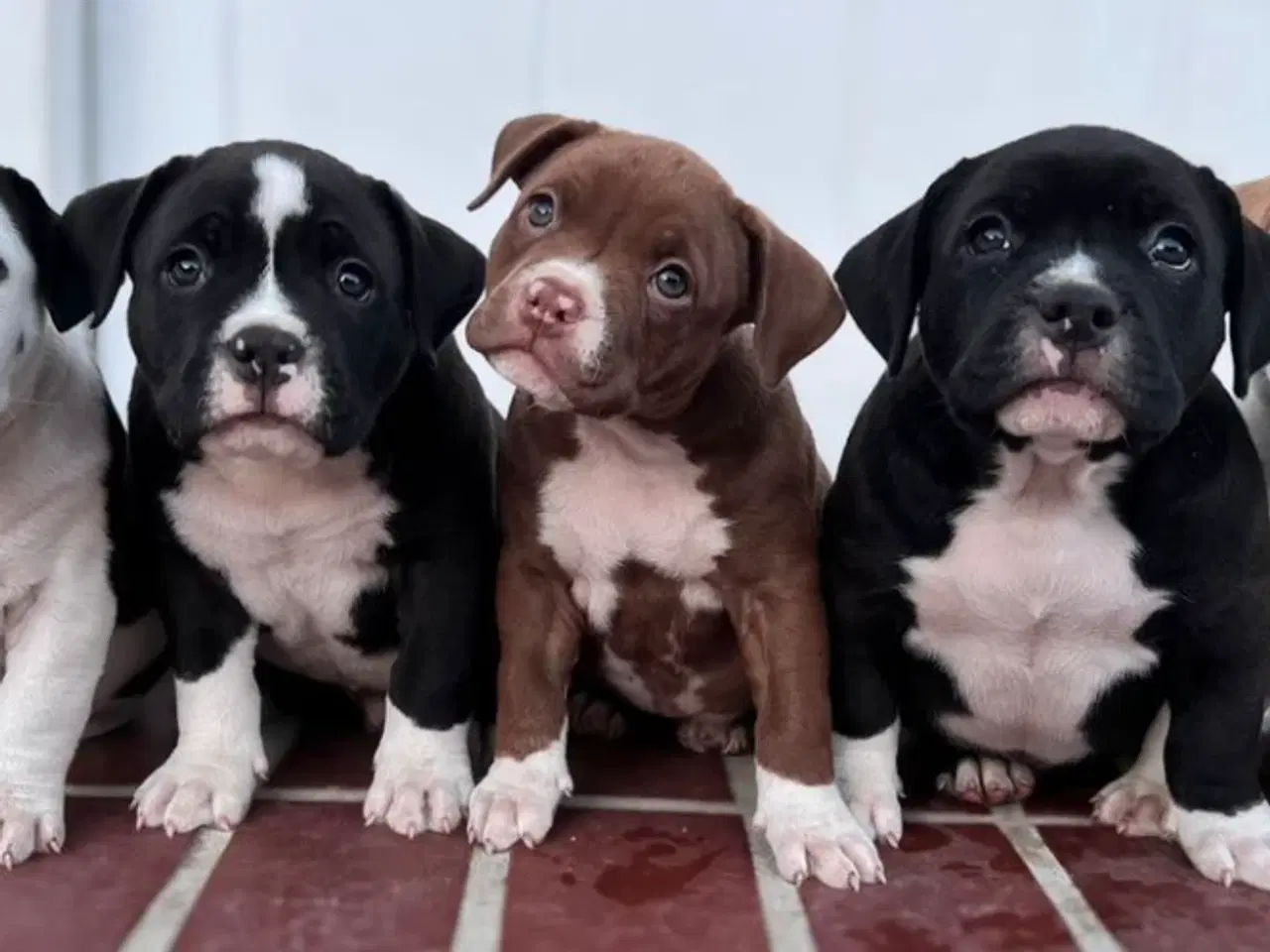 Billede 8 - Vores skønne American bully børn