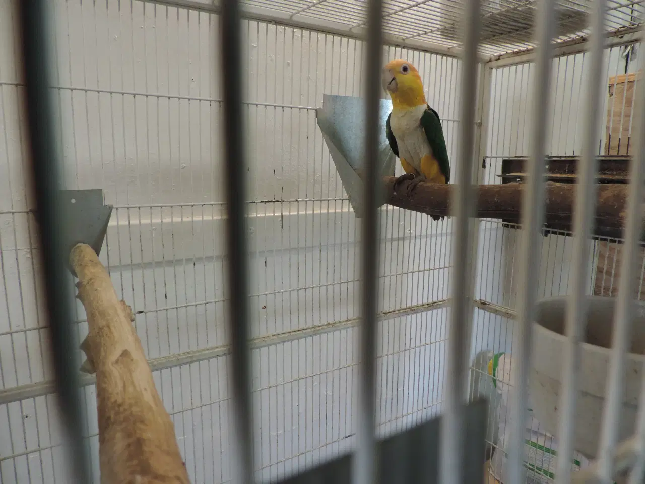Billede 2 - Caique avlshun sælges