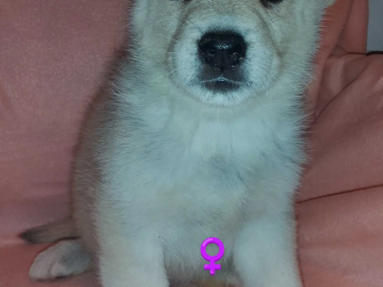 Billede 15 - Alaska Malamute Chow Chow tjekkiske ulvehund husky
