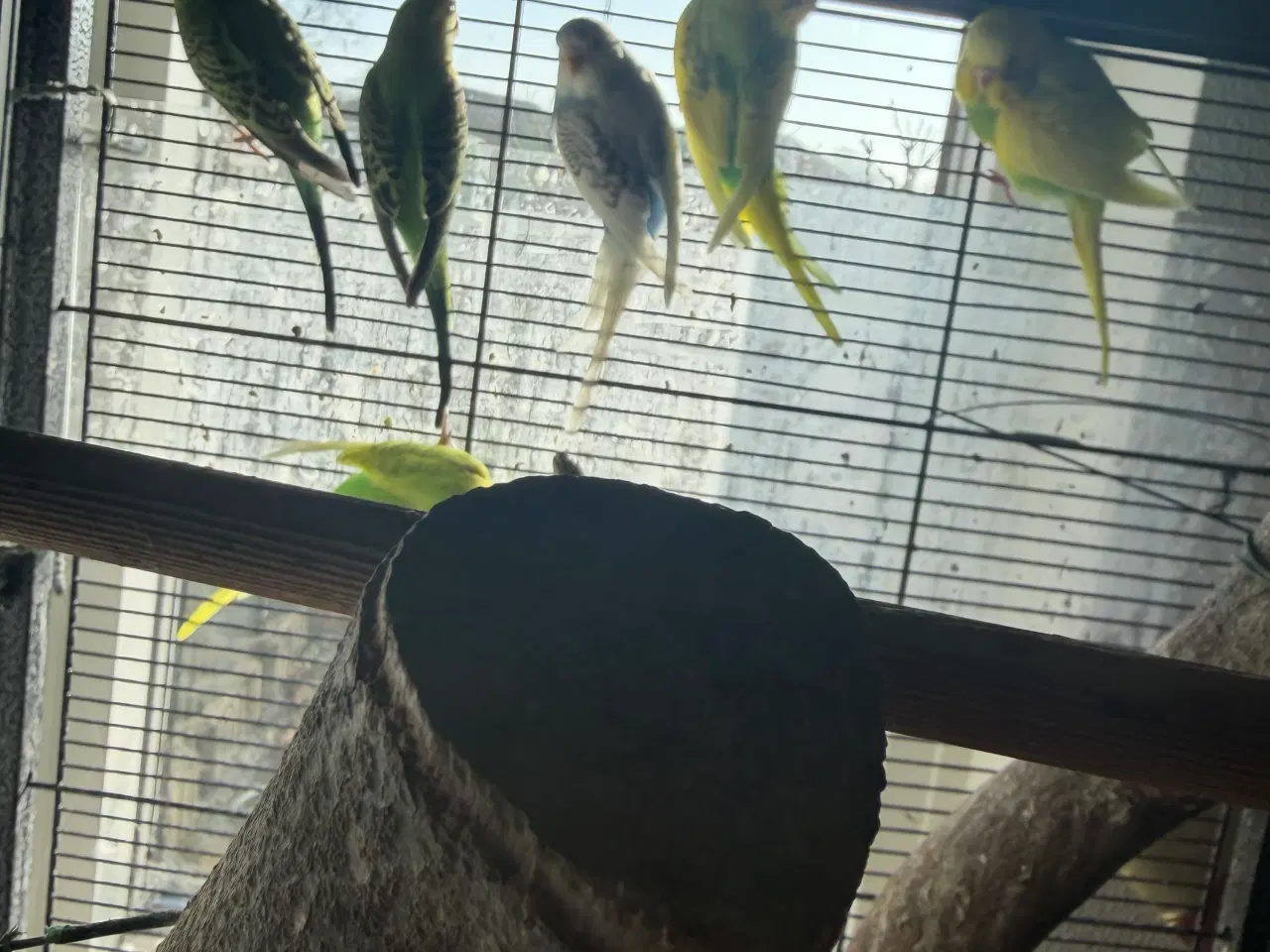 Billede 3 - Undulater unger sælges