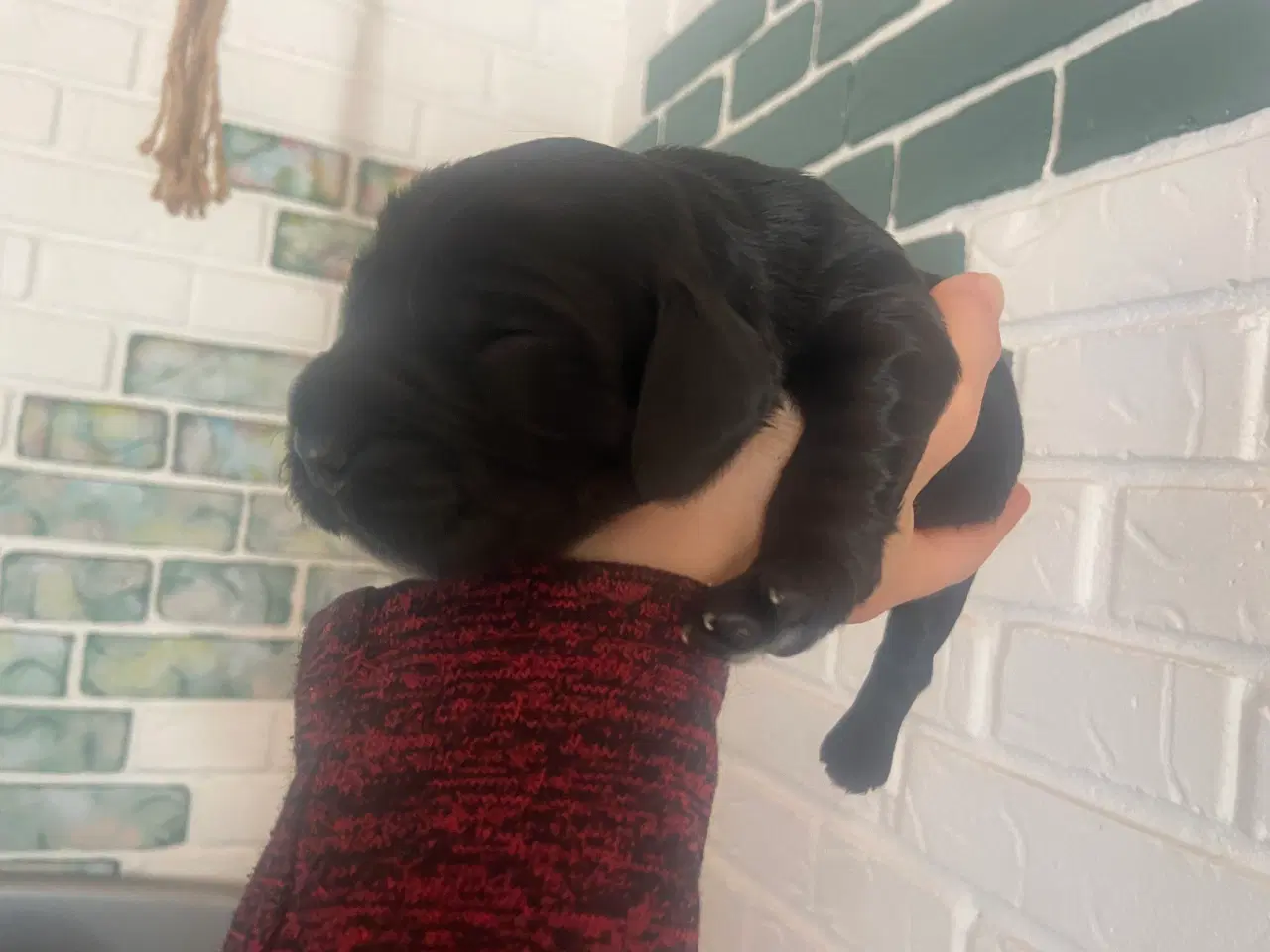 Billede 14 - Eng Cocker spaniels