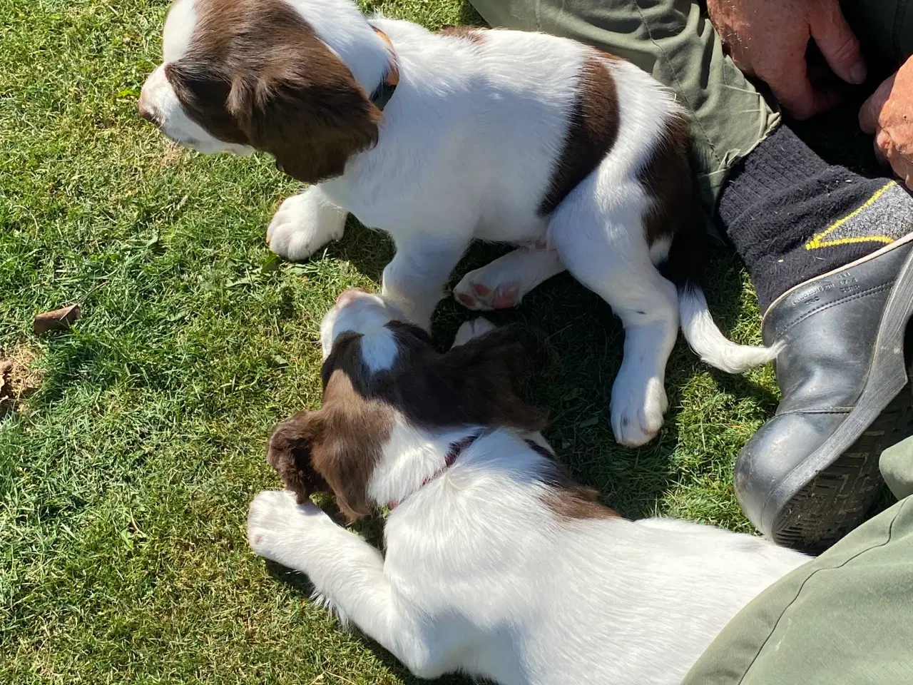 Billede 9 - FT Springer Spaniel - 4 hanner klar til nye hjem