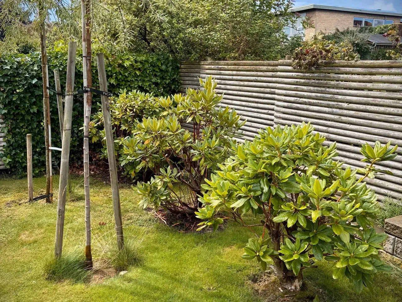 Billede 4 - Flotte Rhododendron