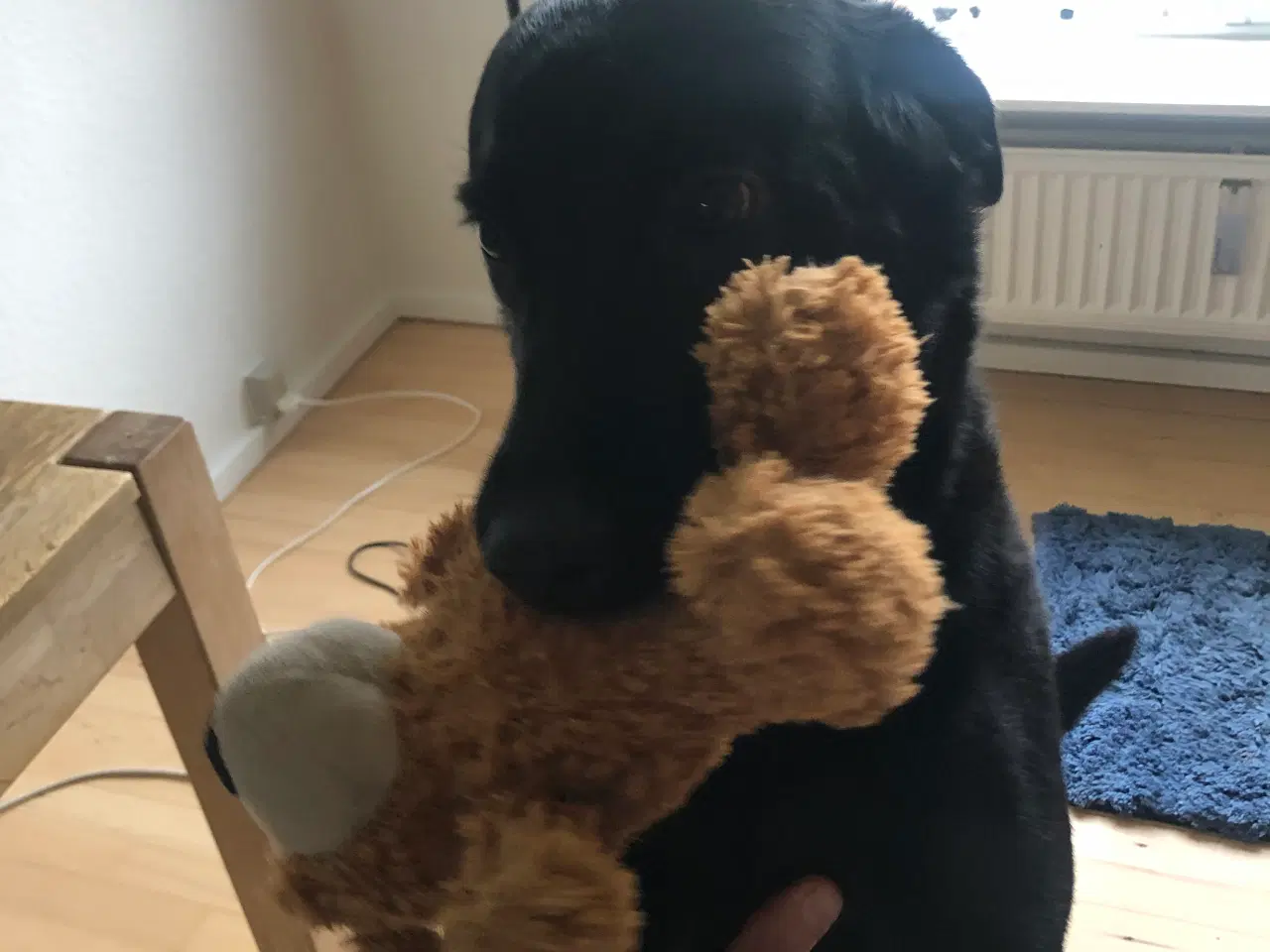 Billede 7 - 5 Perfekte søde små Labrador hvalpe