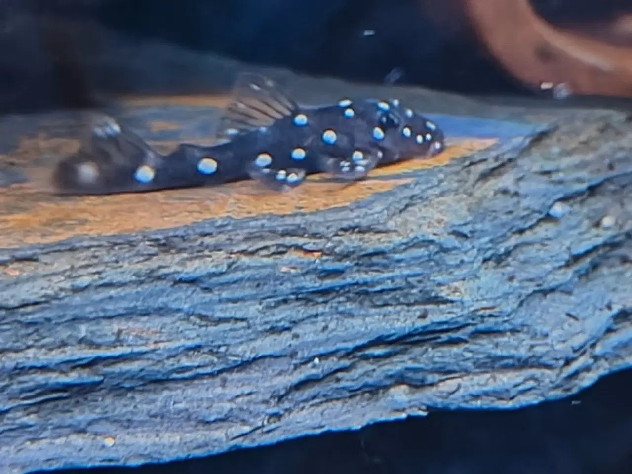 Billede 1 - Ancistrus L-184