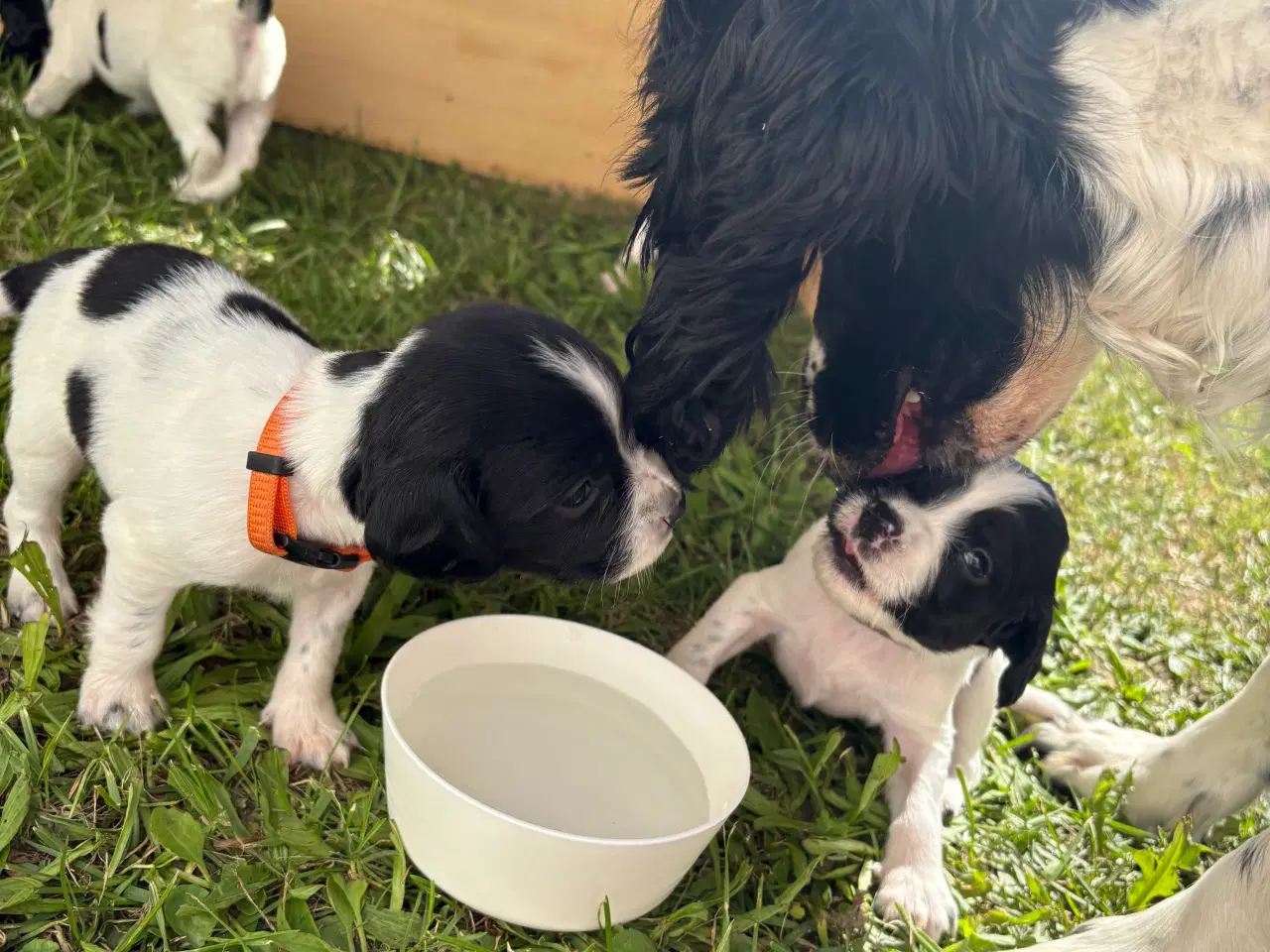 Billede 15 - FT Springer Spaniel med stamtavle 
