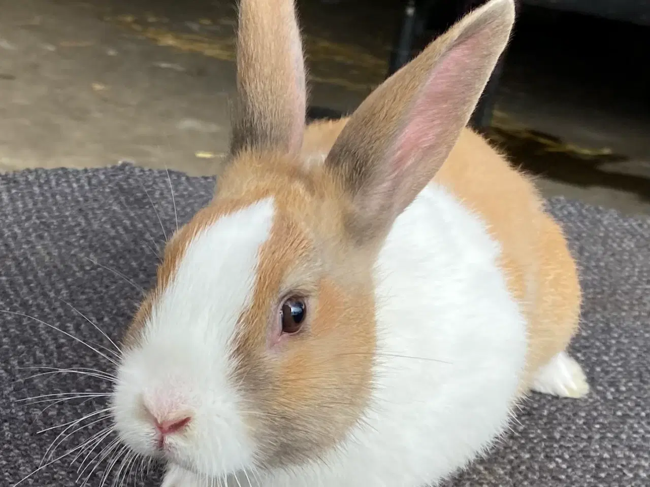 Billede 3 - HOLLÆNDER HAN MADAGASCAR