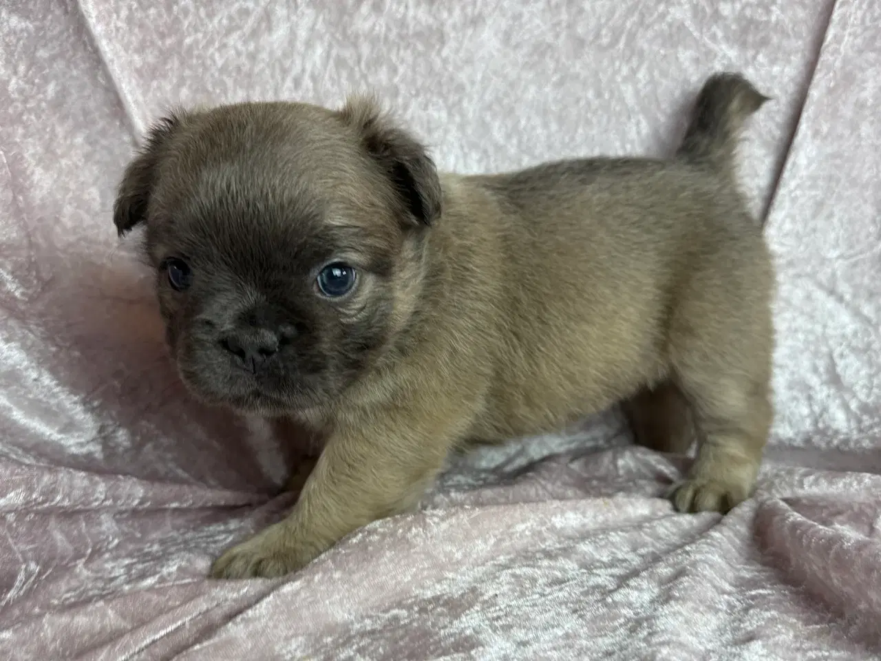 Billede 3 - Fluffy fransk bulldog 