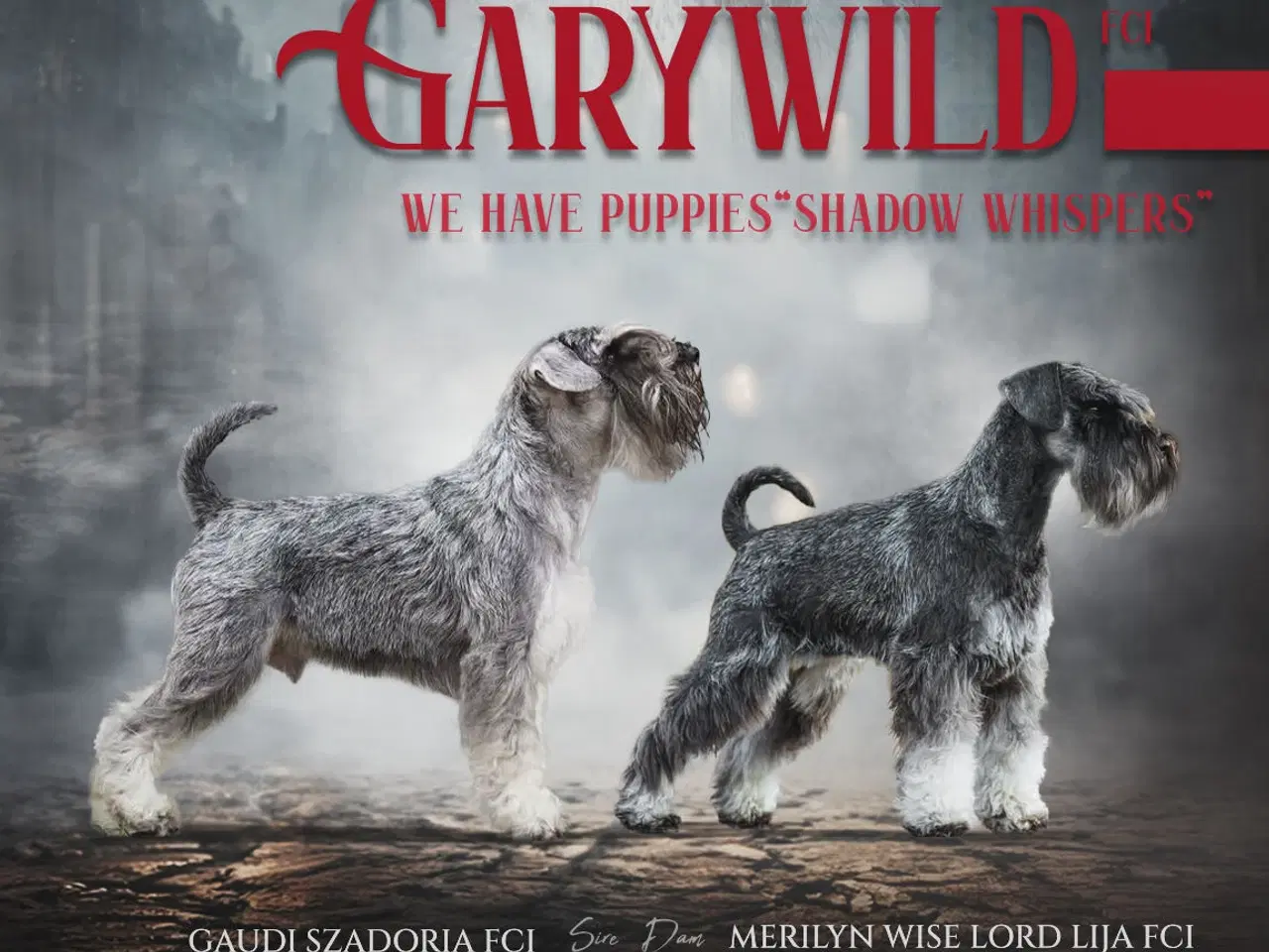 Billede 2 - Miniature Schnauzer – kommende kuld Garywild FCI