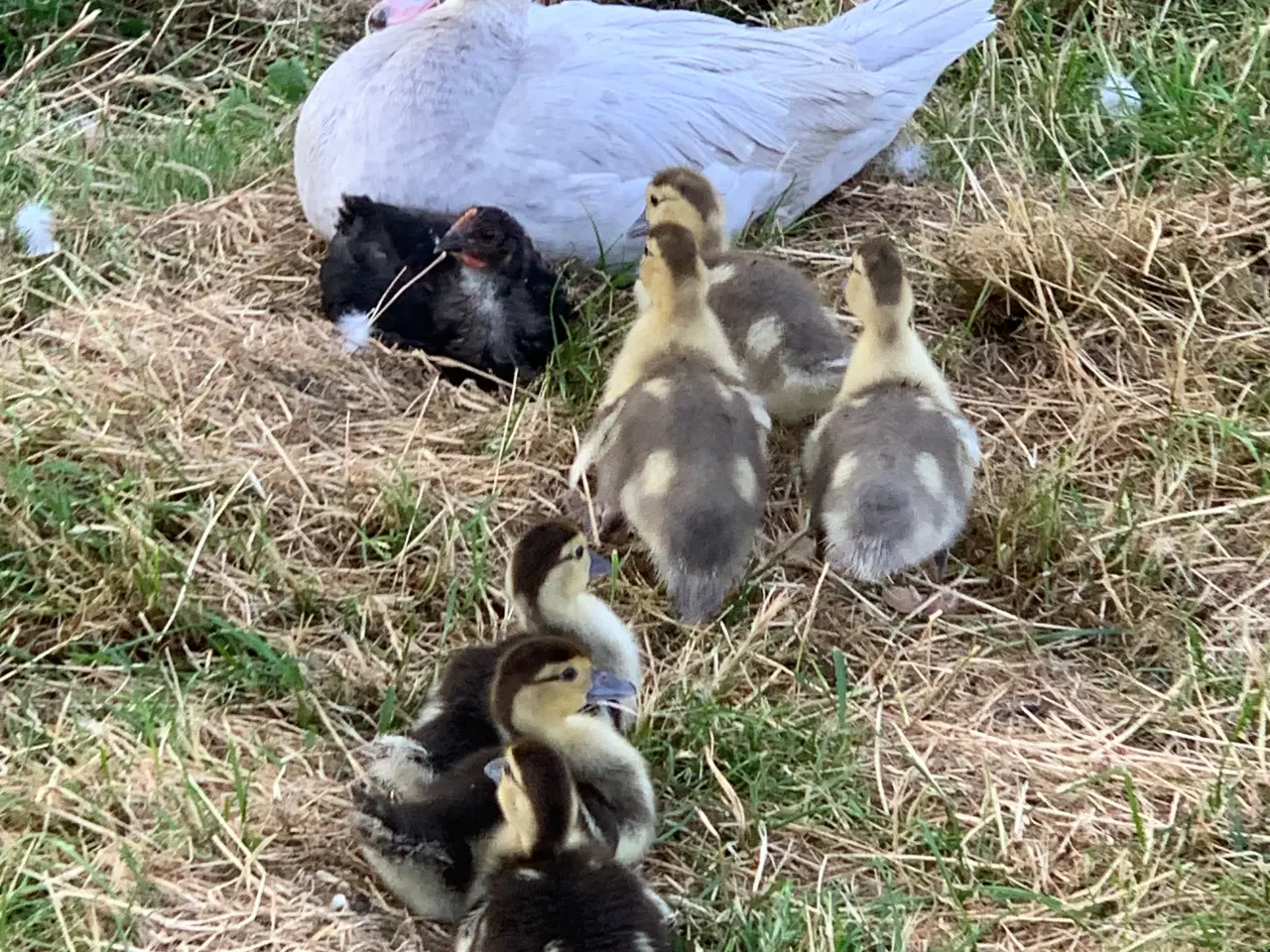 Billede 2 - Moskusællinger fra oktober