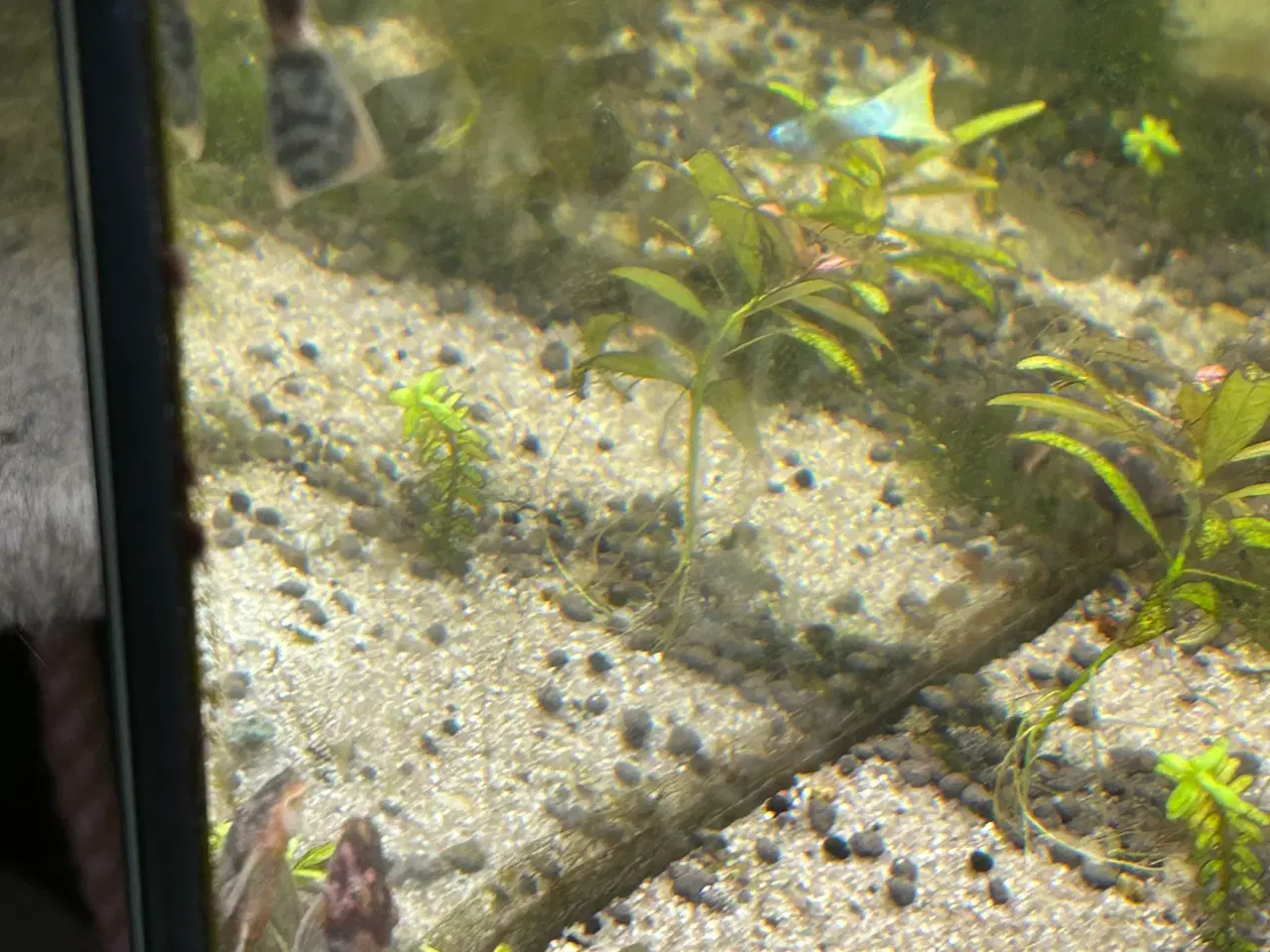 Billede 4 - 🐟 LDA16 Ancistrus maller – sunde og aktive