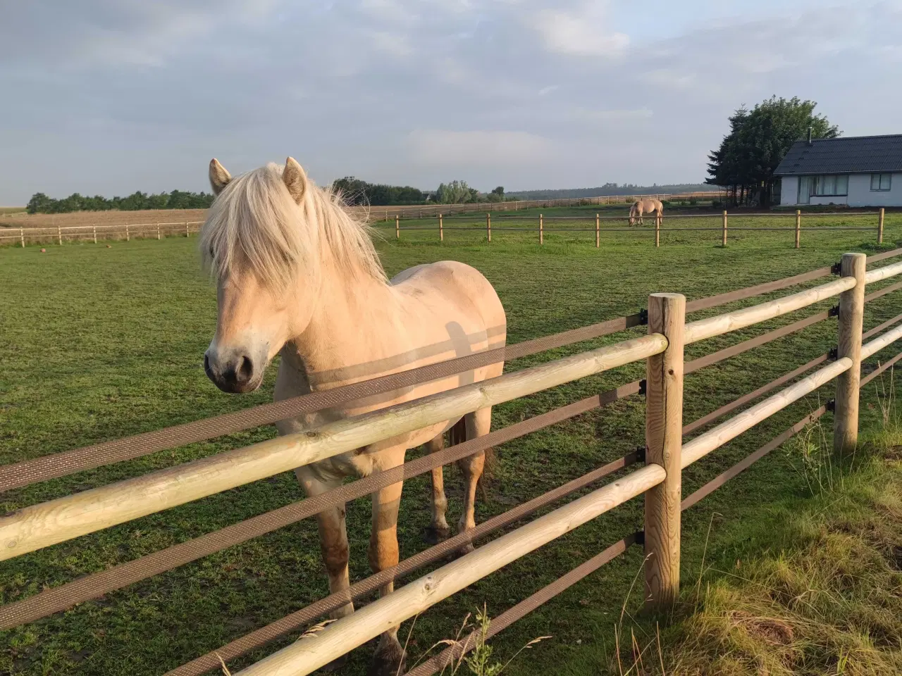 Billede 6 - Light Rødblakke Fjordhorse stallion 3 years old