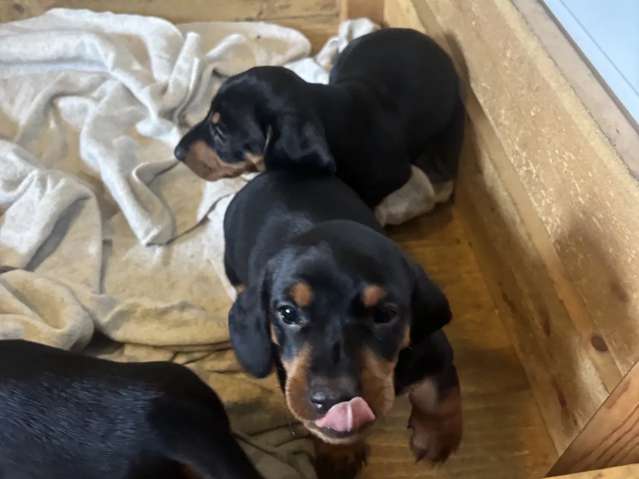 Billede 7 - Gravhund til salg