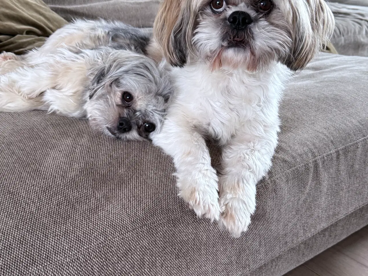 Billede 11 - Allergi venlige bomulds blandinger