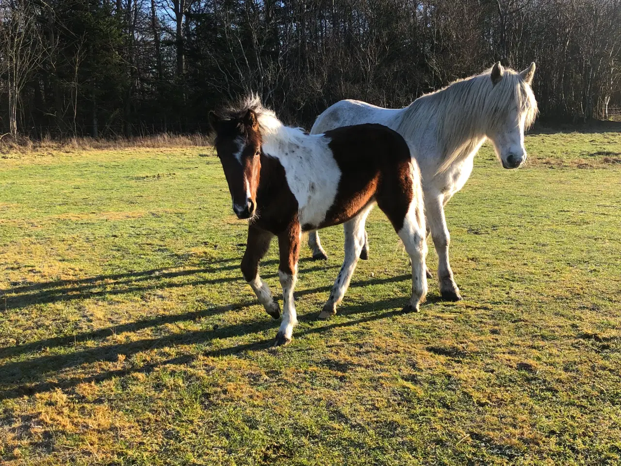 Billede 3 - Hest pinto hoppeplag