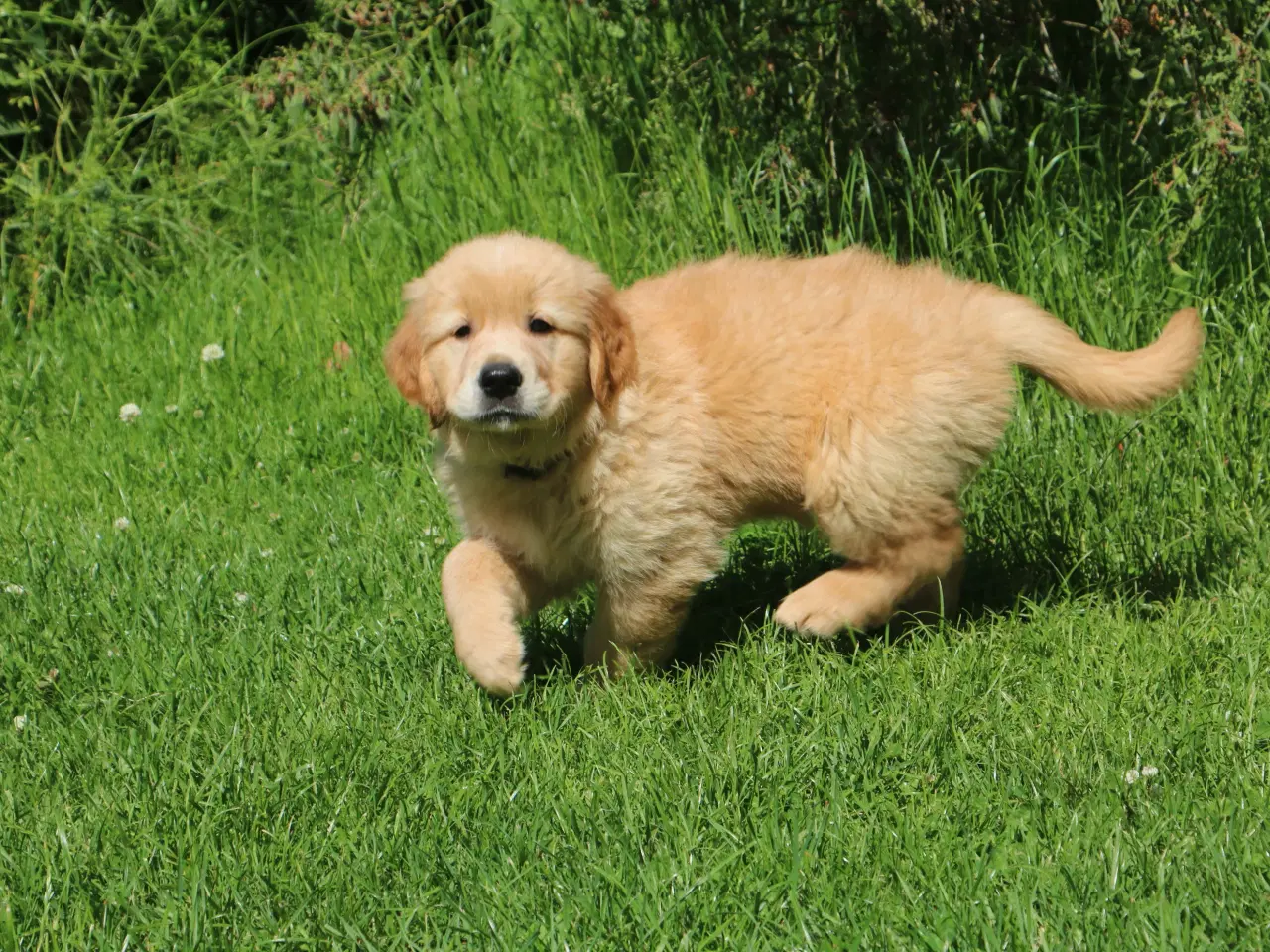 Billede 6 - Verdens smukkeste Golden Retriever hvalpe