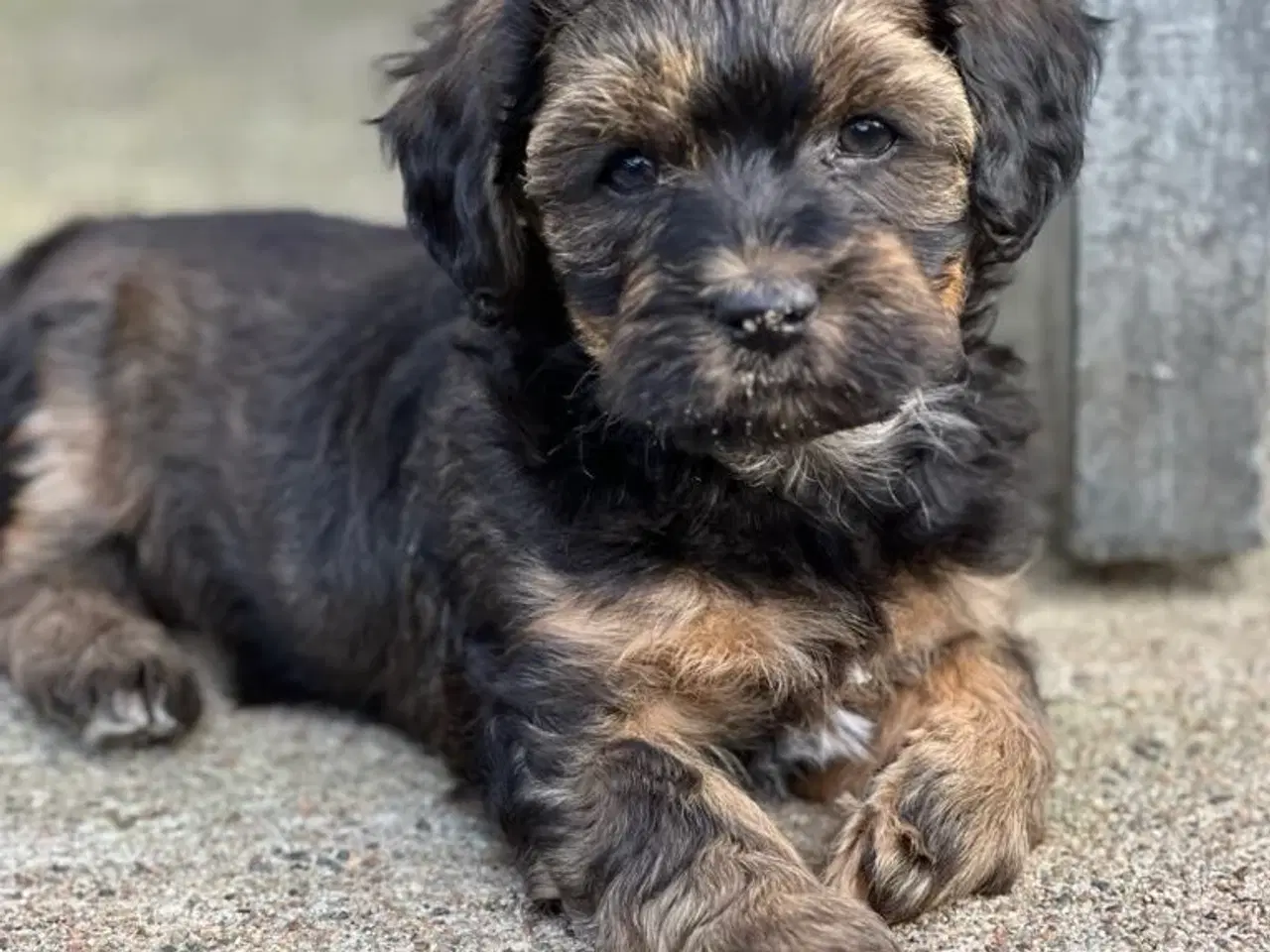 Billede 4 - Bichon Havanais hvalpe. 2 hanner