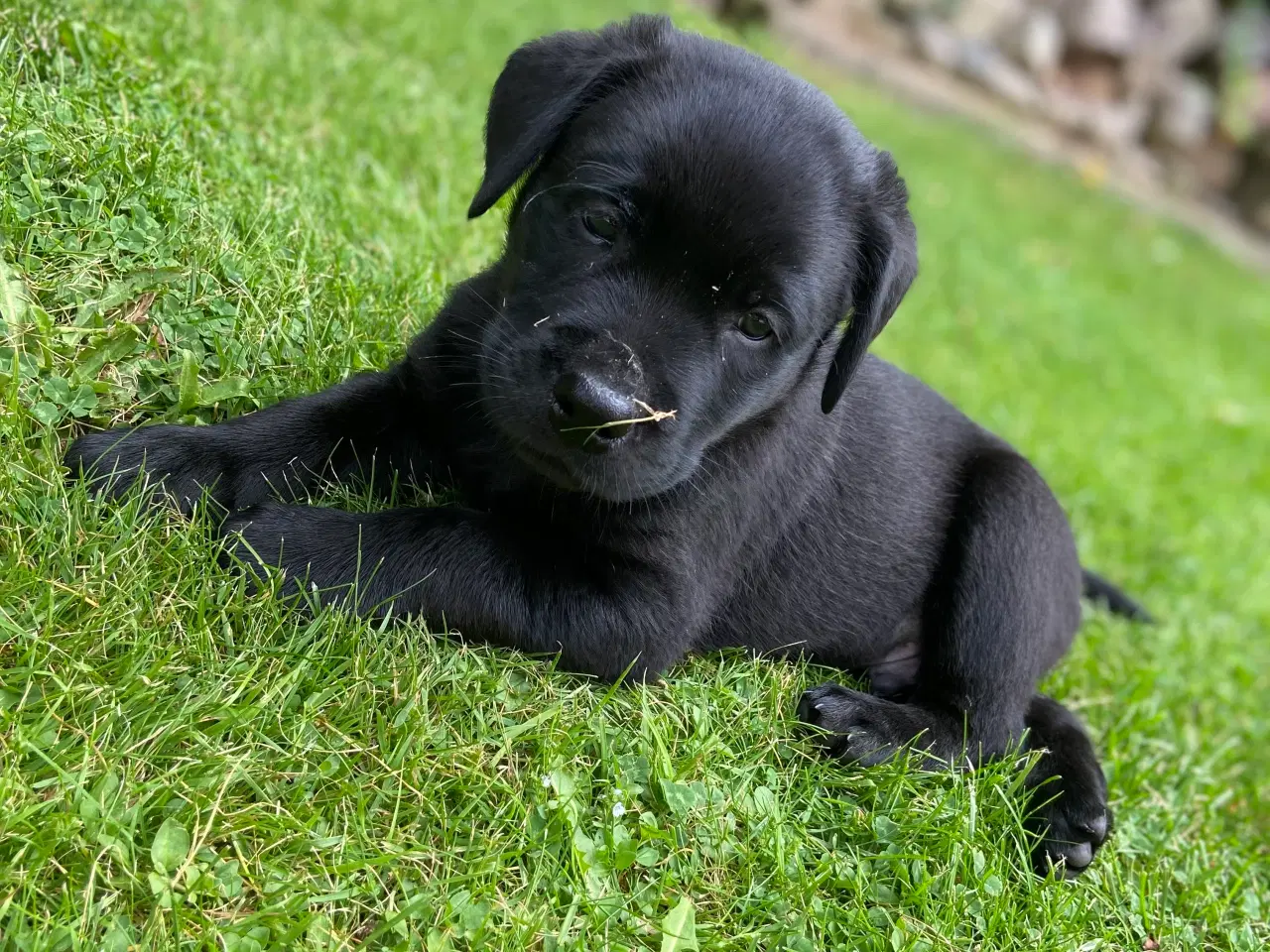 Billede 2 - Labrador (75%)/rottweiler (25%) blandinger 