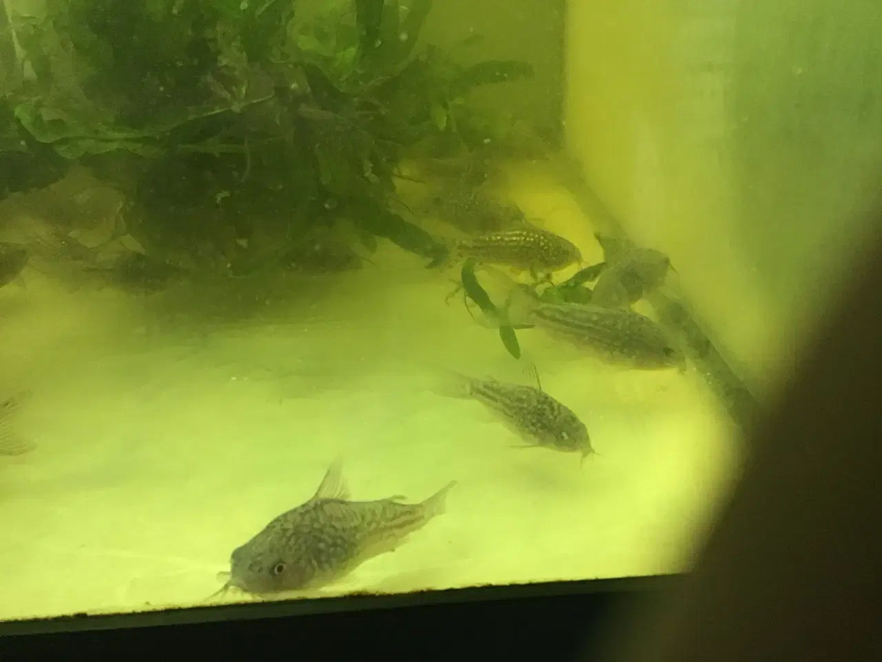 Billede 2 - Trinilatus corydoras