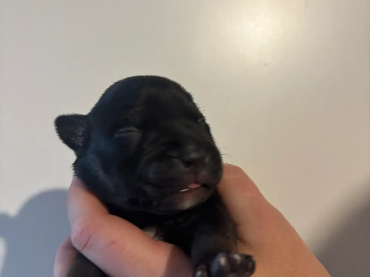 Billede 4 - American bully