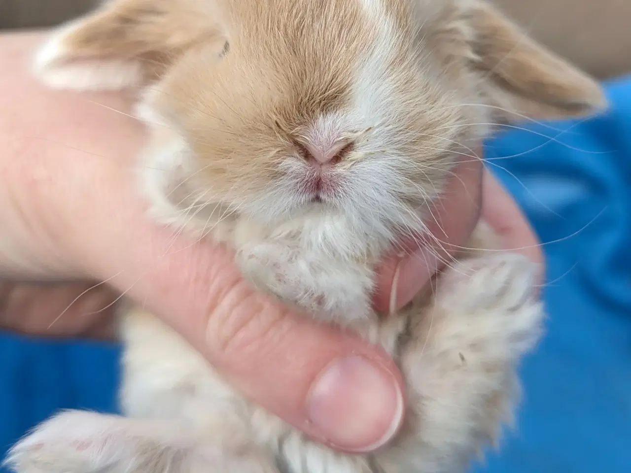 Billede 5 - Minilop kaninunge sælges