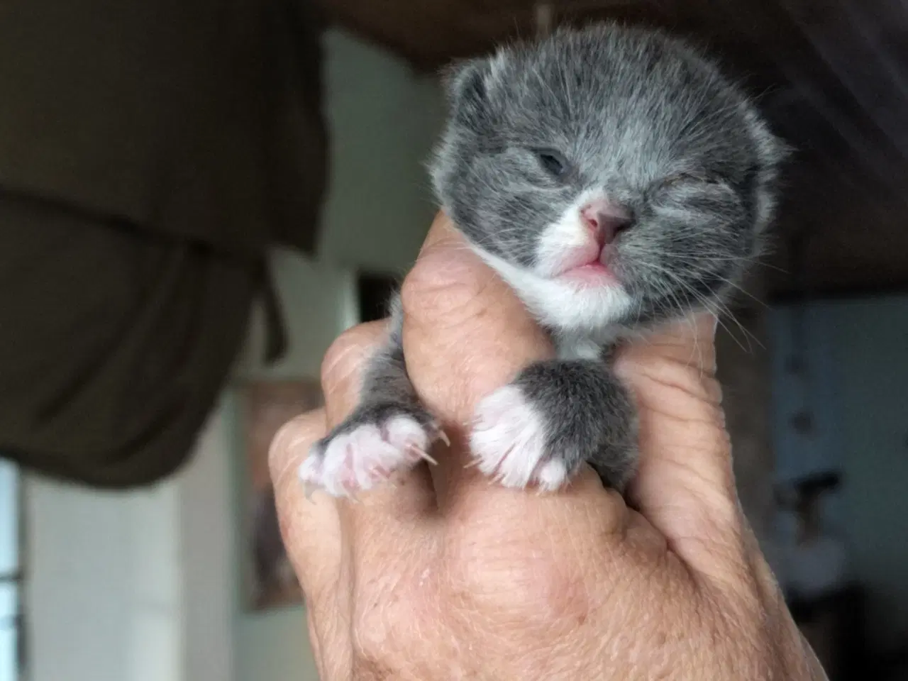 Billede 1 - Lækker Maine coon bl