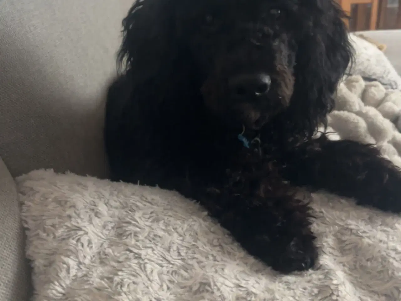 Billede 2 - Labradoodle sort med klippe pels næsten 8 mrd