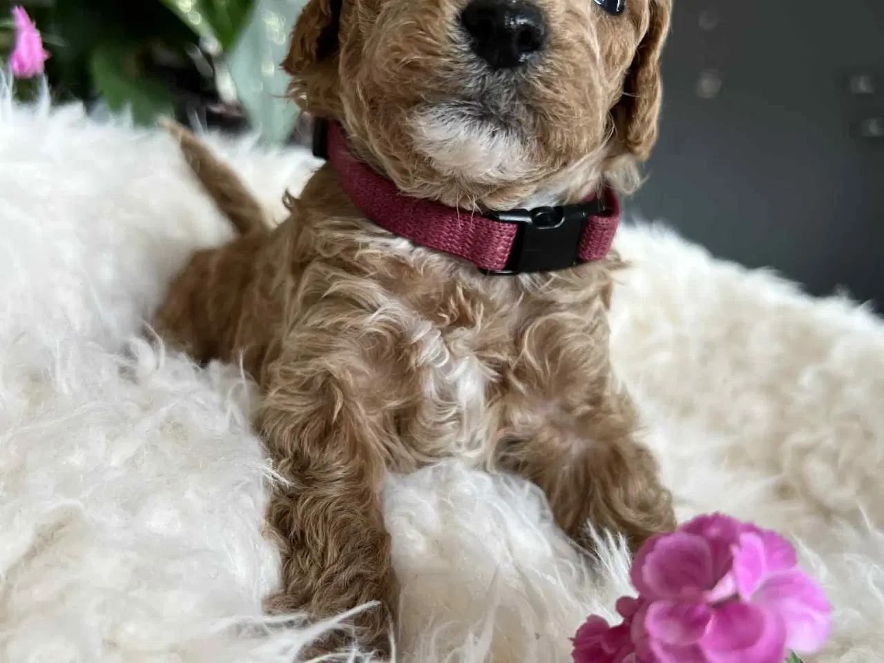 Billede 8 - Maltipoo tæve 